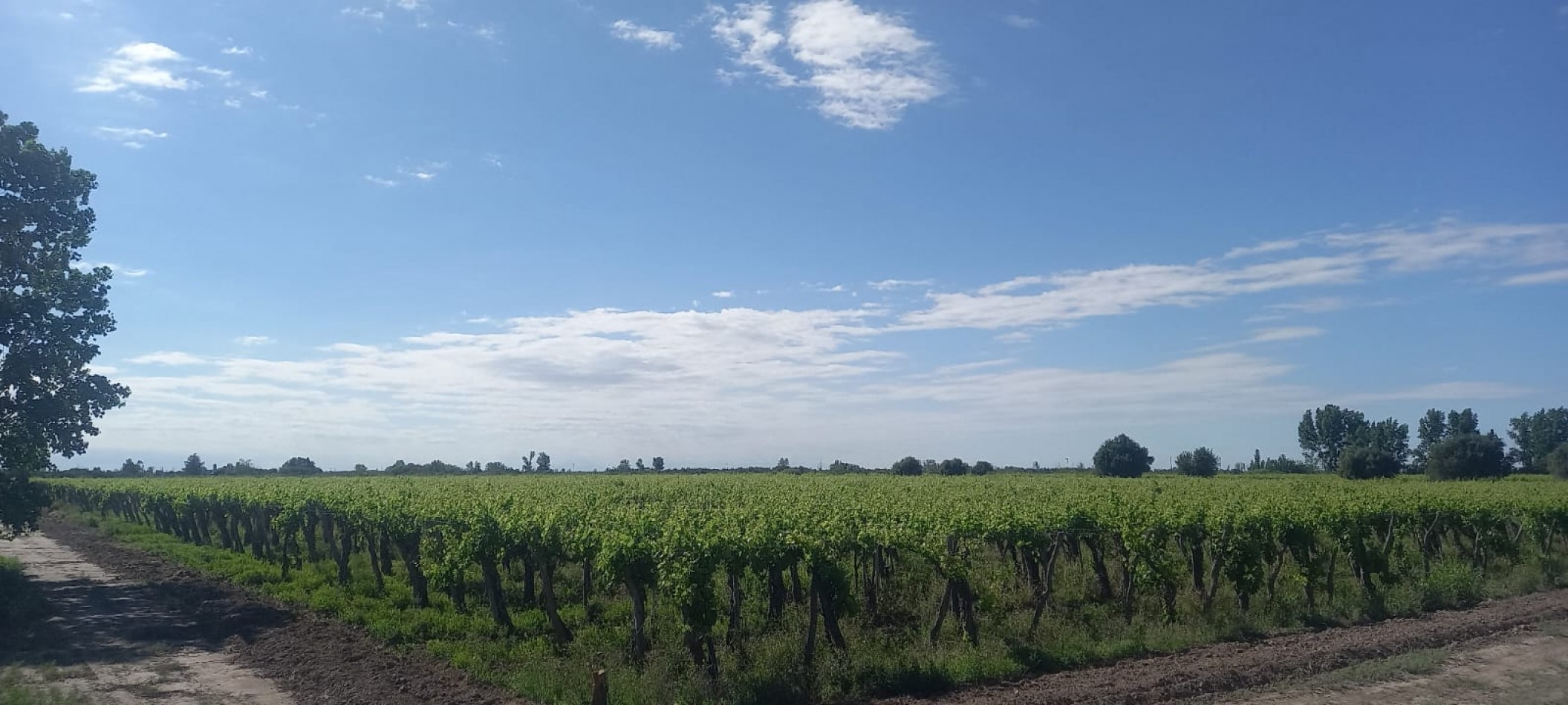 FINCA VIÑEDOS 