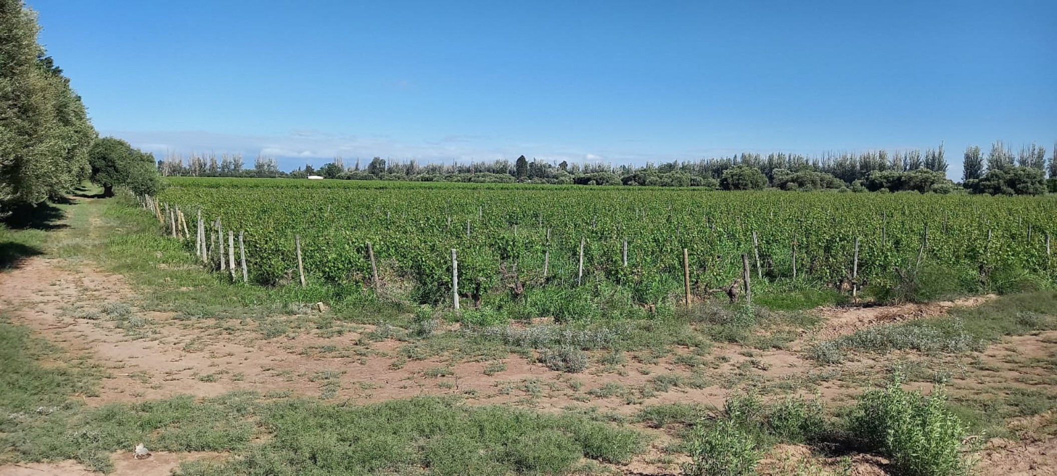 FINCA VIÑEDOS 