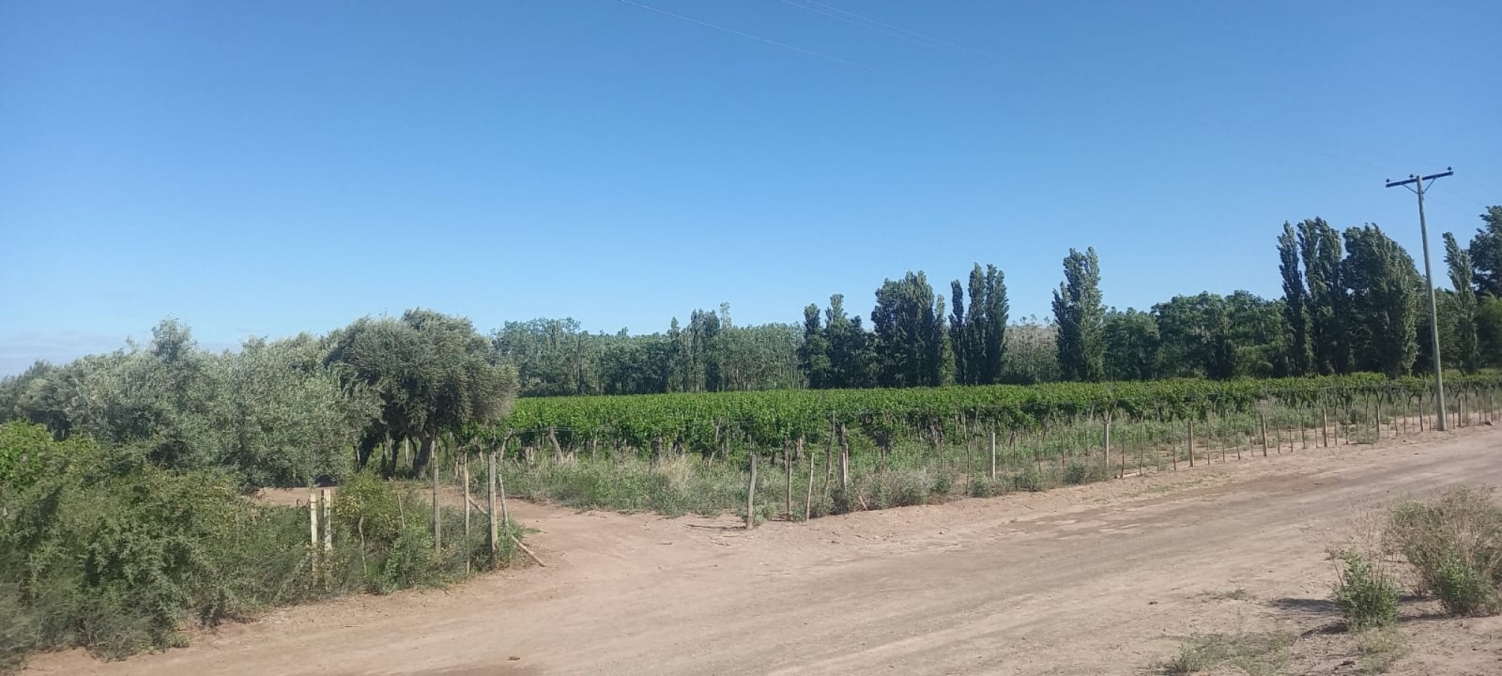 FINCA VIÑEDOS 