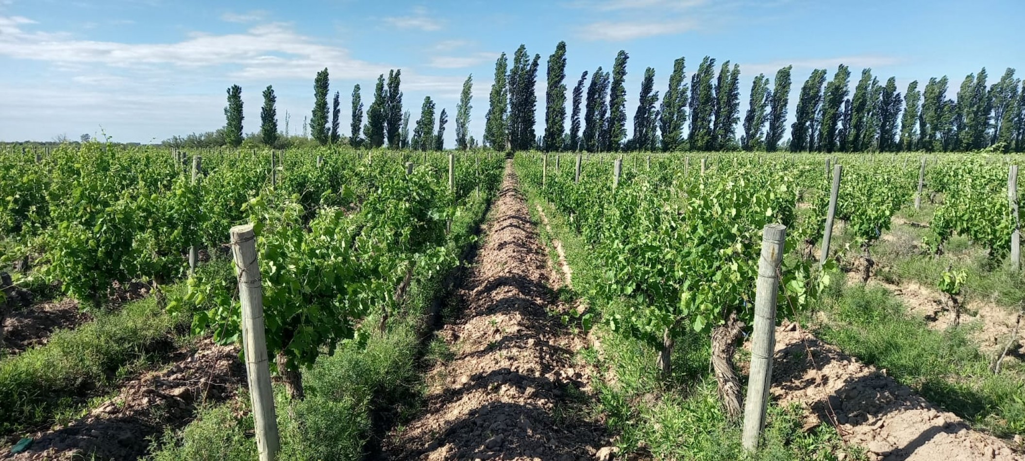 FINCA VIÑEDOS 