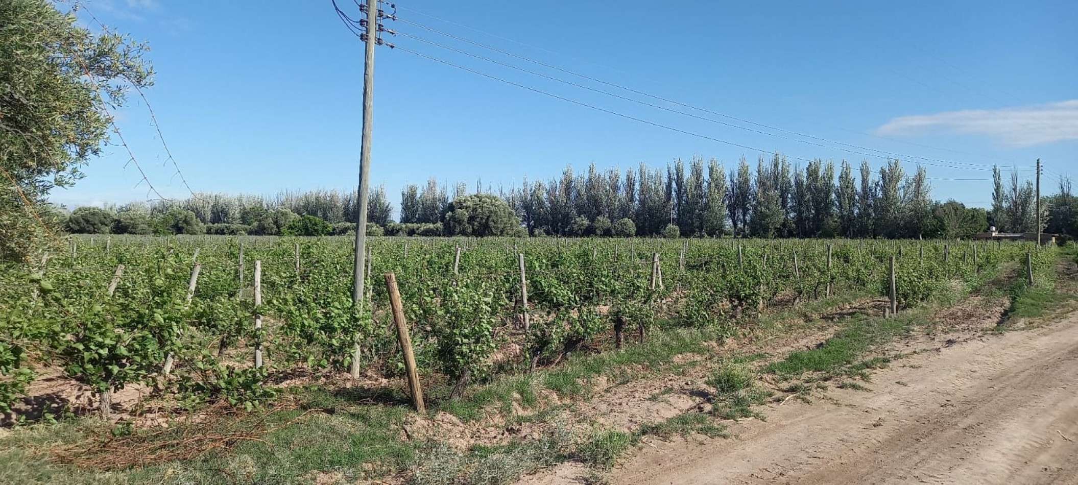 FINCA VIÑEDOS 