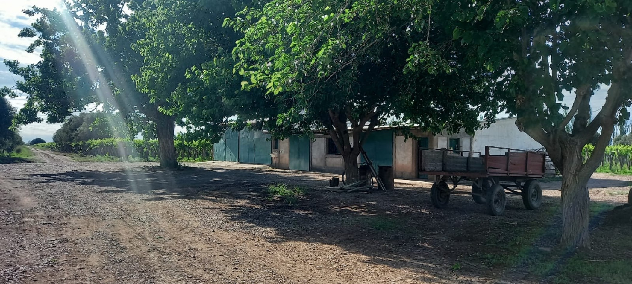 FINCA VIÑEDOS 