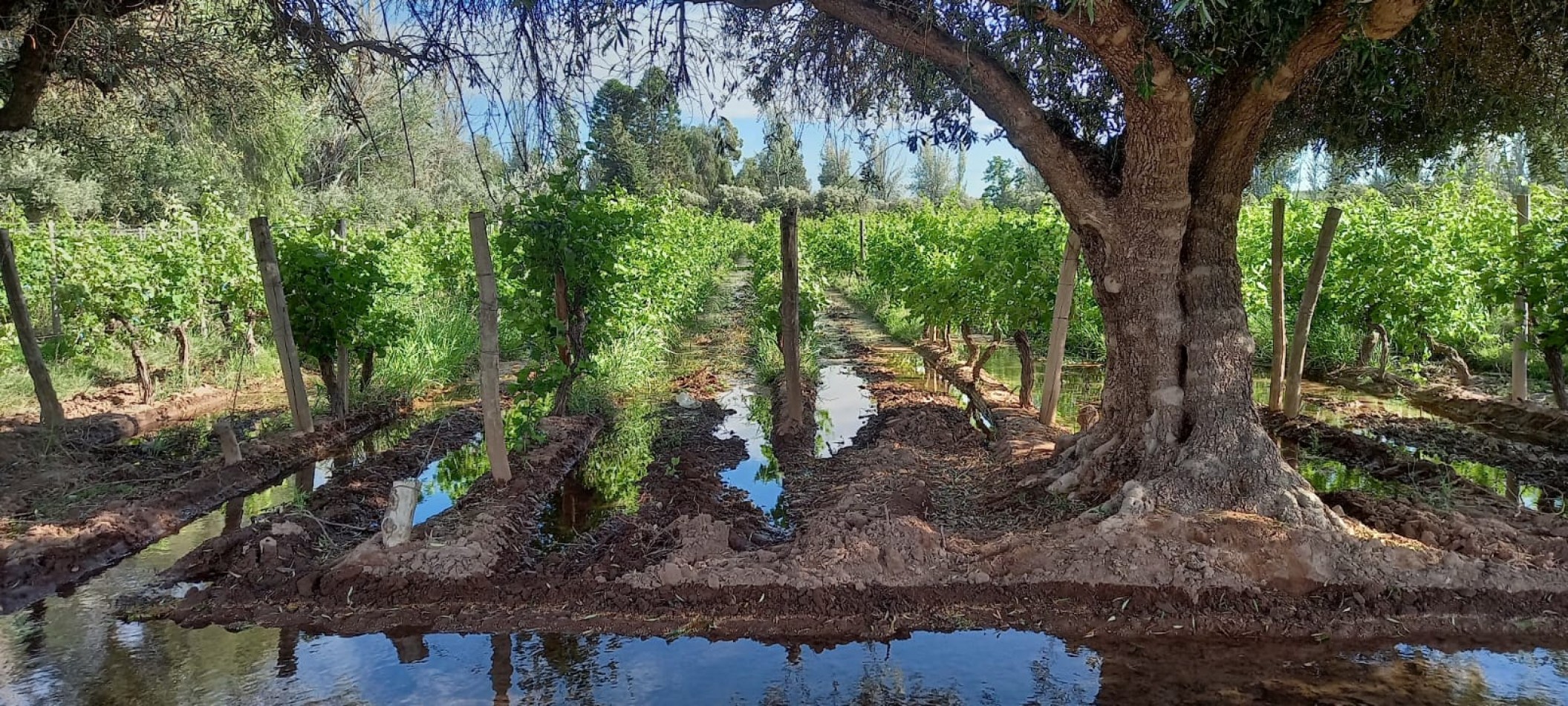 FINCA VIÑEDOS 