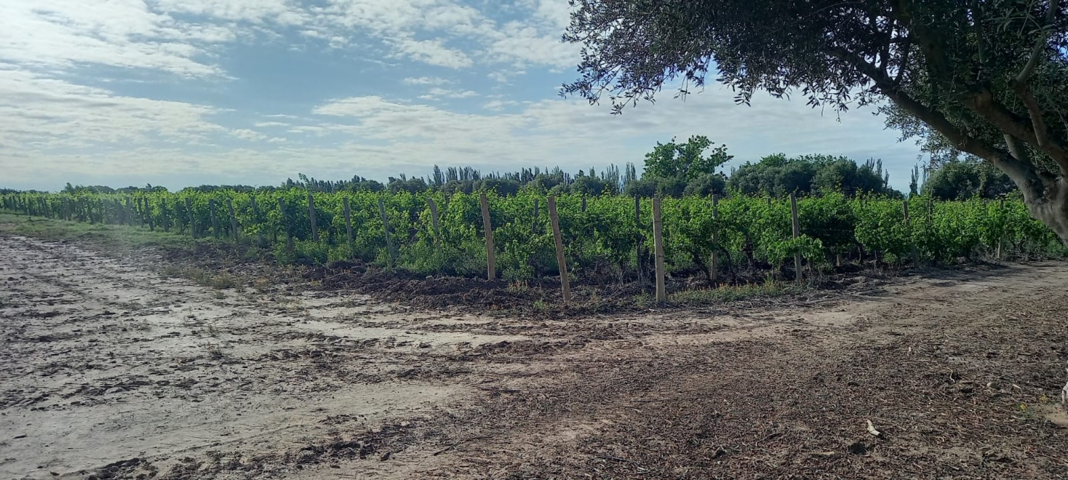 FINCA VIÑEDOS 