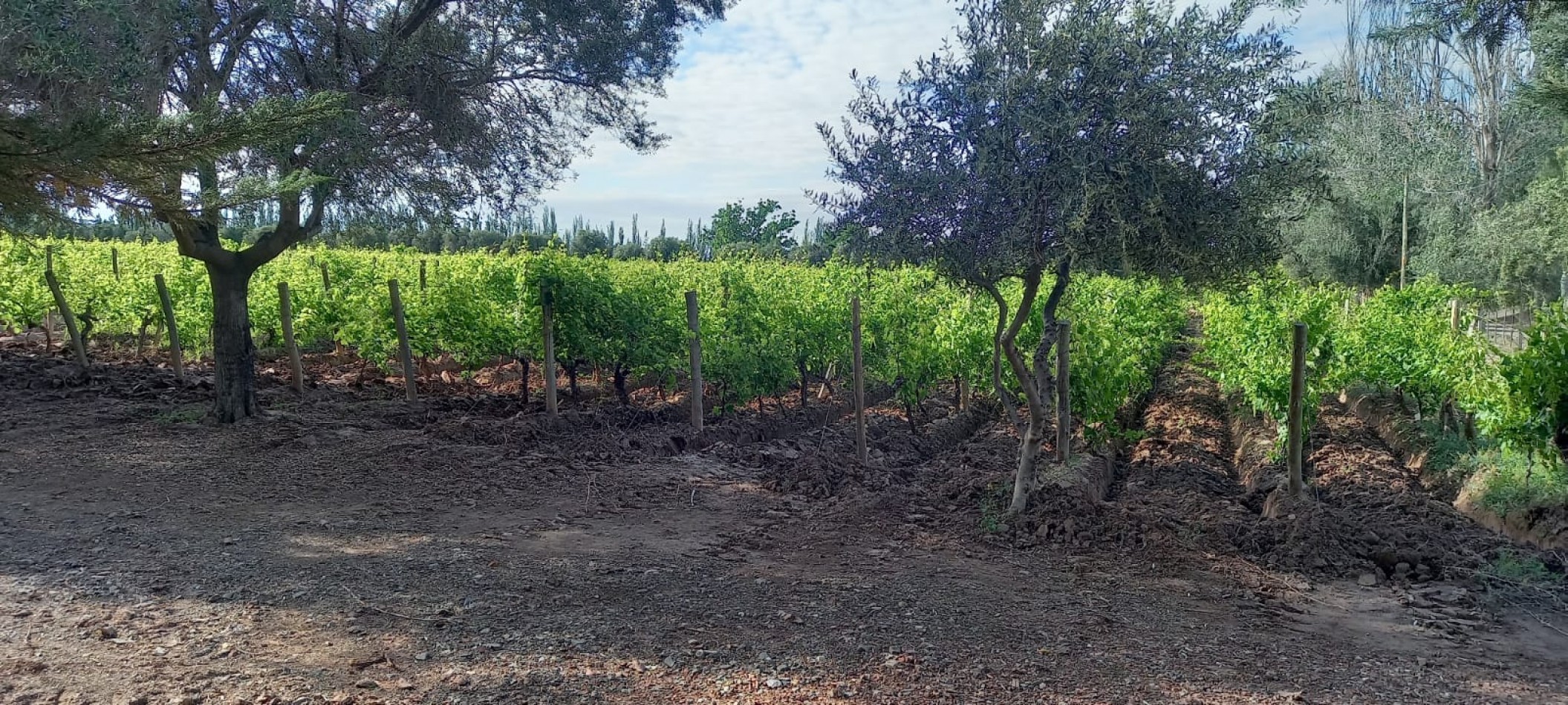 FINCA VIÑEDOS 