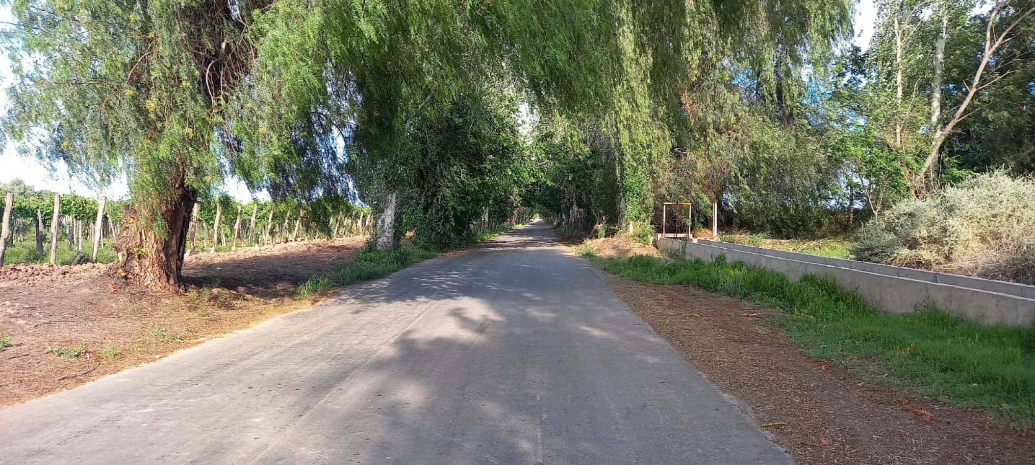 FINCA VIÑEDOS 