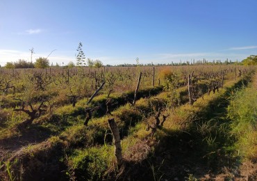FINCA